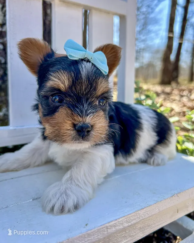 Domino  – Biewer puppy for sale in Winslow, AR