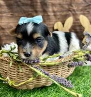 Domino , a male Biewer for sale in Winslow, AR – Photo 4 of 4