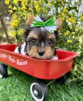 Domino , a male Biewer for sale in Winslow, AR – 3 of 6