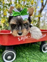 Domino , a male Biewer for sale in Winslow, AR – 4 of 6