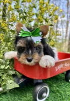 Domino , a male Biewer for sale in Winslow, AR – 5 of 6
