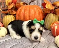 Moose , a male Morkie for sale in Winslow, AR – 4 of 4