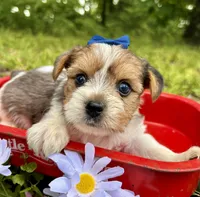 Eli, a male Yorkshire Terrier for sale in Winslow, AR – 4 of 4