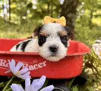 Jolie , a female Yorkshire Terrier for sale in Winslow, AR – 2 of 4