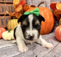 Milo , a male Morkie for sale in Winslow, AR – 3 of 4