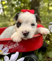 Joy , a female Yorkshire Terrier for sale in Winslow, AR – 4 of 4