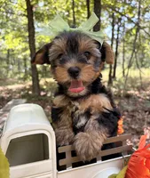 Evie , a female Yorkshire Terrier for sale in Winslow, AR – 6 of 7