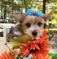 Eli, a male Yorkshire Terrier for sale in Winslow, AR – 2 of 5