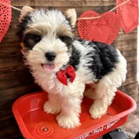 Baker, a male Biewer for sale in Winslow, AR – Photo 4 of 6