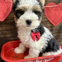 Baker, a male Biewer for sale in Winslow, AR – Photo 6 of 6