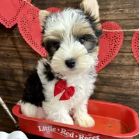 Baker, a male Biewer for sale in Winslow, AR – Photo 1 of 6