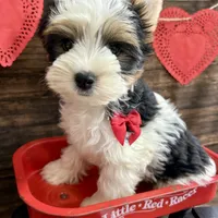 Baker, a male Biewer for sale in Winslow, AR – Photo 5 of 6