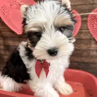 Baker, a male Biewer for sale in Winslow, AR – Photo 3 of 6