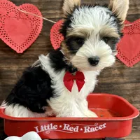 Baker, a male Biewer for sale in Winslow, AR – Photo 2 of 6