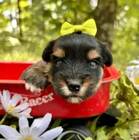 Jasper , a male Yorkshire Terrier for sale in Winslow, AR – 4 of 4