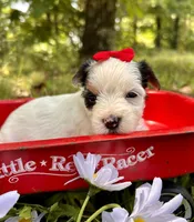 Joy , a female Yorkshire Terrier for sale in Winslow, AR – 2 of 4