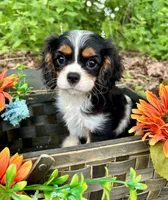 Tia , a female Cavalier King Charles Spaniel for sale in Winslow, AR – 3 of 8