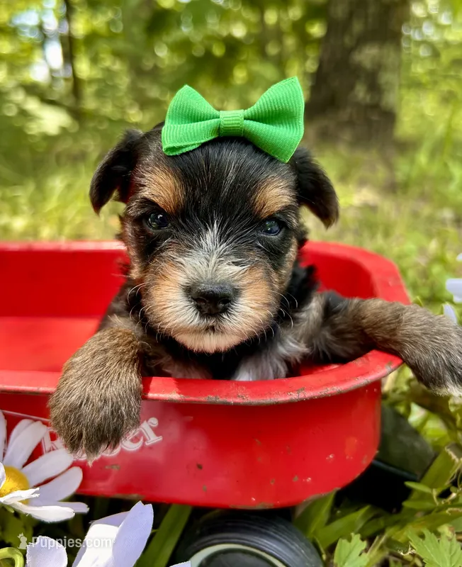 Julius  – Yorkshire Terrier puppy for sale in Winslow, AR