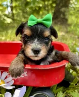 Julius , a male Yorkshire Terrier for sale in Winslow, AR – 1 of 3