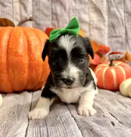 Murphy , a male Morkie for sale in Winslow, AR – 4 of 4