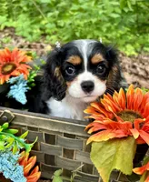 Tia , a female Cavalier King Charles Spaniel for sale in Winslow, AR – 7 of 8