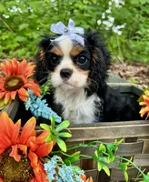 Tova , a female Cavalier King Charles Spaniel for sale in Winslow, AR – 5 of 8
