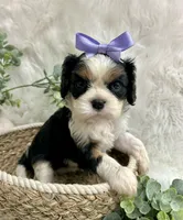 Tova , a female Cavalier King Charles Spaniel for sale in Winslow, AR – 3 of 5