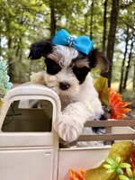 Joey , a male Yorkshire Terrier for sale in Winslow, AR – 3 of 5