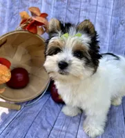 Dexter, a male Biewer for sale in Winslow, AR – Photo 1 of 5