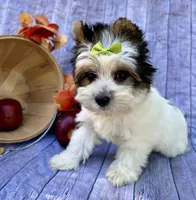 Dexter, a male Biewer for sale in Winslow, AR – Photo 2 of 5