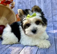 Dexter, a male Biewer for sale in Winslow, AR – Photo 4 of 5