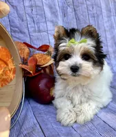 Dexter, a male Biewer for sale in Winslow, AR – Photo 3 of 5