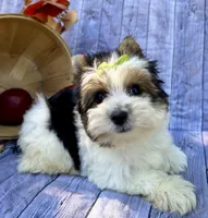 Dexter, a male Biewer for sale in Winslow, AR – Photo 5 of 5