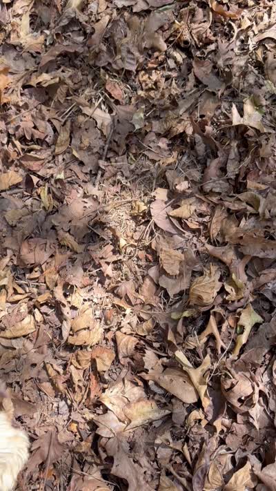 Dash , a male Biewer for sale in Winslow, AR – 10 of 10