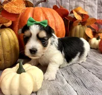 Moose , a male Morkie for sale in Winslow, AR – 2 of 4