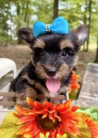 Jasper , a male Yorkshire Terrier for sale in Winslow, AR – 6 of 6