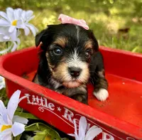 Jayley, a female Yorkshire Terrier for sale in Winslow, AR – 3 of 4