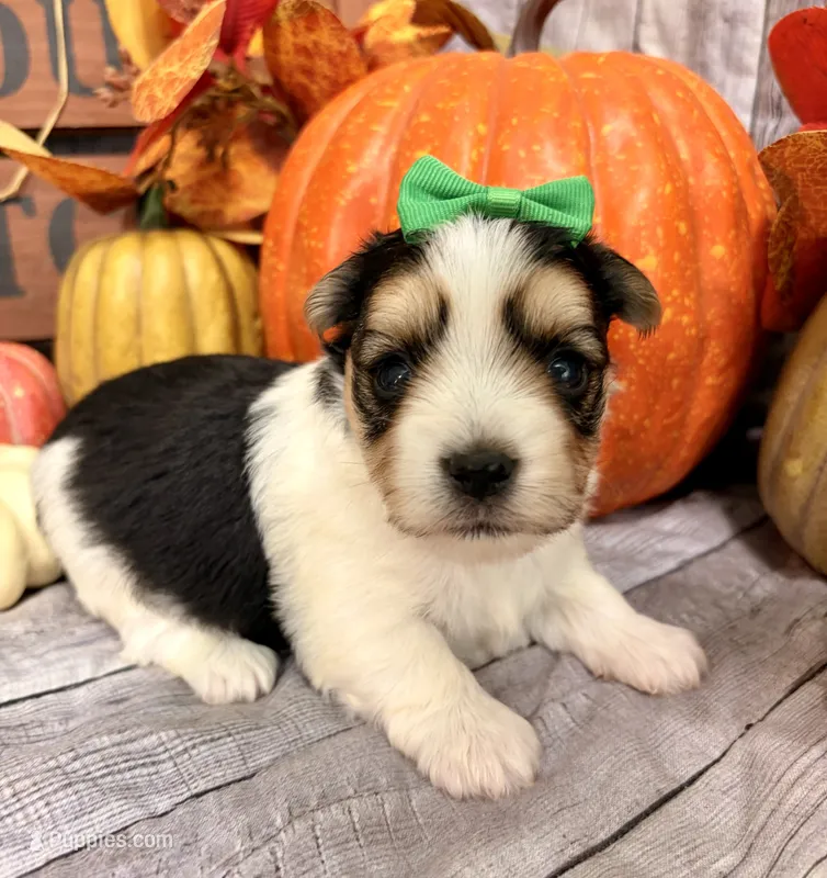 Moose  – Morkie puppy for sale in Winslow, AR