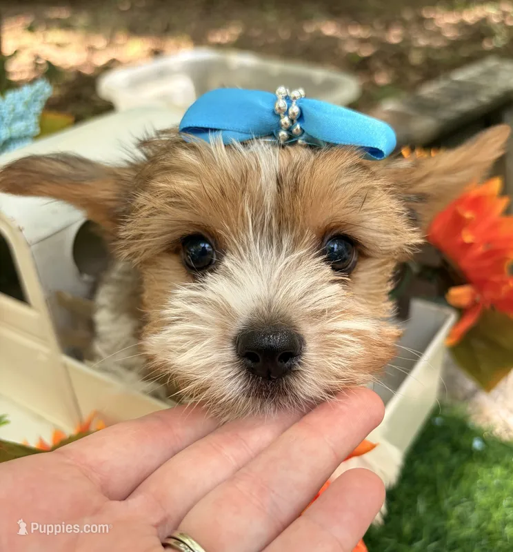 Eli – Yorkshire Terrier puppy for sale in Winslow, AR
