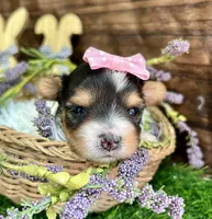 Delilah , a female Biewer for sale in Winslow, AR – Photo 4 of 5