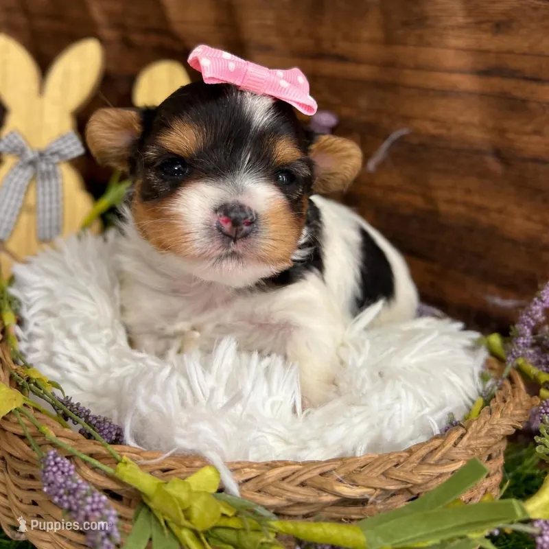 Delilah  – Biewer puppy for sale in Winslow, AR
