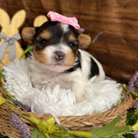 Delilah , a female Biewer for sale in Winslow, AR – Photo 1 of 5