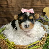 Delilah , a female Biewer for sale in Winslow, AR – Photo 2 of 5