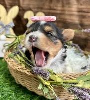 Delilah , a female Biewer for sale in Winslow, AR – Photo 5 of 5