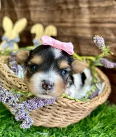 Delilah , a female Biewer for sale in Winslow, AR – Photo 3 of 5