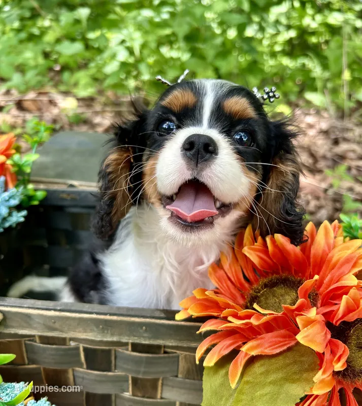 Tia  – Cavalier King Charles Spaniel puppy for sale in Winslow, AR