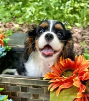 Tia , a female Cavalier King Charles Spaniel for sale in Winslow, AR – 1 of 8