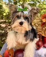 Dash , a male Biewer for sale in Winslow, AR – 6 of 10