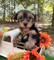 Evie , a female Yorkshire Terrier for sale in Winslow, AR – 5 of 7