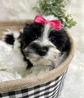 Maggie , a female Morkie for sale in Winslow, AR – 4 of 6